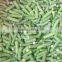 IQF frozen Green beans with good quality and hot price