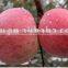 Fresh red Fuji apple