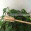 Natural long handle double side wooden bath body brush