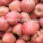 2015 new crop fresh red star apple with good quality for sale