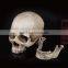 PVC animal skull figures,Plastic human skull figurines,skull model,