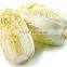 2015 year the good quality fresh Chinese cabbage