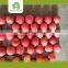 fresh fuji apple import from china