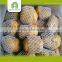 farm agra potato