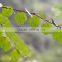 Landscape plant Cercidiphyllum japonicum seedling