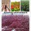 dried red chili flake,2015 new chily flakes products