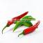different types of seeds red hot chili pepper seeds vegetable price