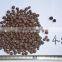 expanded clay balls for hydroponic