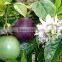 Quality Healthy Passion Fruit/ Vietnam Passion Fruit
