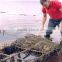 16*16mm Oyster Grow Bag Oyster Farm Use