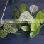 artificial rattan long leaf vines graden decoration leaf rattan