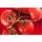 100% Natural tomato powder extract/tomato flavor powder/tomato powder