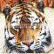 2017 Fashionable Summer Animal-print Kids Swimwear Wholesale
