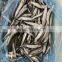 Wholesale frozen one night dried capelin fish with roe