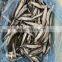 Good quality tray packing one night dried capelin fish