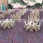Modern wilton carpet/Restaurant carpets for hotel broadloom cut pile carpet
