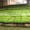Plants Celery Plastic Dish Tray Jinan Made in China