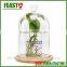 Bell Jar With Wooden Base Clear Glass Dome Stand