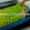 New Brand Barley Seedling/Sunflower Shoots/Alfalfa Shoots Machine
