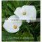 valentine's day decoration fresh cut Alocasia flower