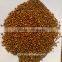 white sorghum seeds for animal feed
