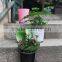 decoration garden and home plant pots / flower pots with different colors