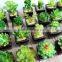 Factory Sale Artificial Succulent Plants Mini Potted Artificial Succulent Plants