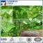 Grow Plant Climb Support Gardening Net for Vine Vegetables