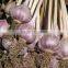 Fresh Garlic