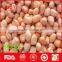 Chinese great quality of peanut kernel for sale