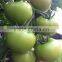 2016 High quality big red Tomato seeds for growing- Chubbiness No.7