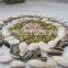 Chinese Pumpkin Seeds for Snacks