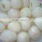 Canned Lychee in Syrup ( lychee, litchi)