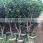 pomelo fruit tree