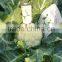 Beauty F1 Hybrid Cauliflower Seeds