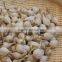 Fresh Ly Son garlic at best price in new crop