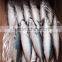Frozen Mackerel