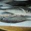 Horse Mackerel fish size 4/6