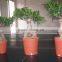 Ficus microcarpa ginseng indoor and outdoor bonsai