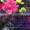 High quality service exalted cut fresh Pink Carnation flowers flower growers directly supply from China