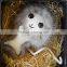 100% Real Genuine Mink Furs Keychain Pendant Bag Car Charm Tag Cute Mini Monkey Toy Doll Real Fur Monster Keychains