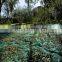 olive tree harvest net