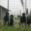 Grazing fence/plain farming network/Holland wire mesh