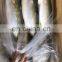 frozen yellow tail fish travelly fish yellowtail Seriola quinqueradiata