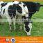 Fence Used for Horse , Sheep And Goat / Used Horse Fence Panels