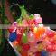Magic Balloons Birthday party Children / colorful