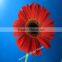 Fresh cutting gerbera fresh cut flowers real touch gerbera
