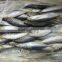 FROZEN WHOLE HARD TAIL SCAD (ROUND SCAD)