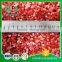 China Dehydrated Low Calorie Freeze Dried Strawberry