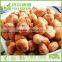 Best Selling Popcorn Snack Salted Fried Corn In Bulk Packing